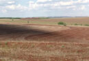 Colheita de soja entra na reta final no Paraná com resultados abaixo do esperado