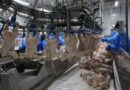 Mais seis plantas paranaenses são habilitadas para exportar frango para a China