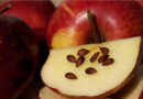 Porque as sementes de maçã são venenosas e o que acontece se você as comer por acidente?