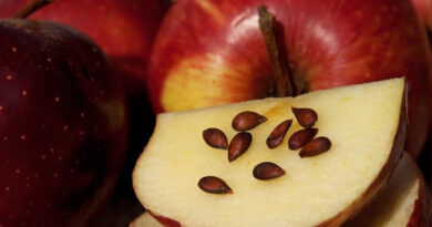 Porque as sementes de maçã são venenosas e o que acontece se você as comer por acidente?
