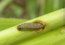 Condições favoráveis para a lagarta do cartucho acende alerta para safrinha
