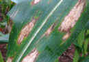 AGRONEGÓCIO – Pesquisa da Rede Fitossanidade Tropical avalia eficiência de fungicidas na cultura do milho