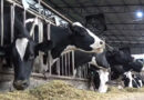  Produtor de leite no Paraná vende rebanho premiado diante da crise no setor